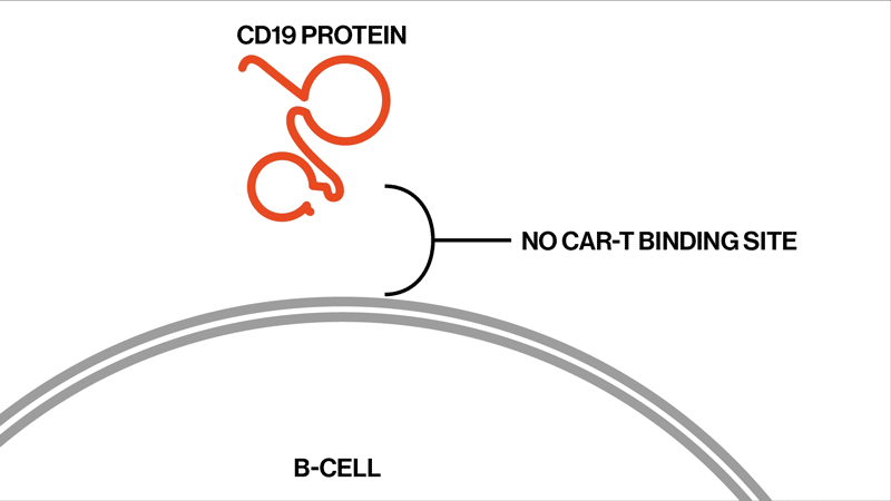 car-t-bindingsite