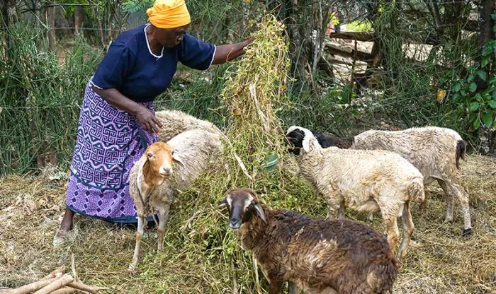 kiandegwa-villange-woman-feeding-goats